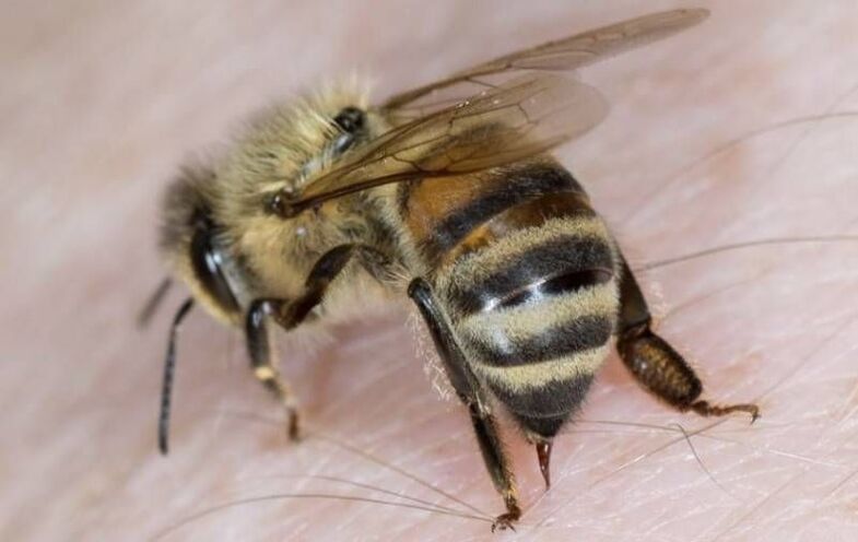 penis büyütme için arı ürünleri